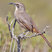 California Thrasher